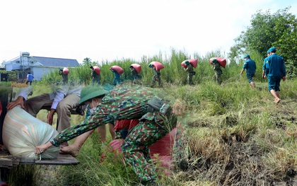 Quân đội lội ruộng thu hoạch lúa giúp nông dân ở TP.HCM