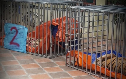 Vụ làm hầm nuôi nhốt hổ như "nuôi heo": Kiểm lâm đã từng đi kiểm tra nhưng không phát hiện được gì