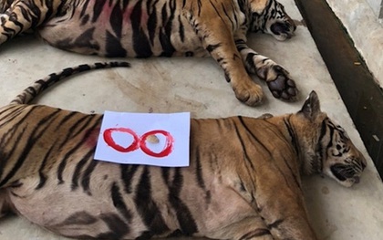 Tổ chức quốc tế lên tiếng vụ làm hầm nuôi nhốt hổ như "nuôi heo"