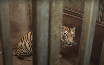 Làm rõ nguyên nhân vì sao 8/17 con hổ chết trong quá trình giải cứu?