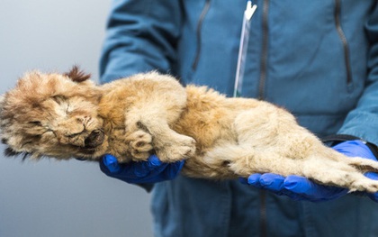 Bức ảnh con sư tử tưởng như "đồ chơi" nhưng lại ẩn chứa bí mật bị chôn vùi 28.000 năm, mổ bụng ra càng khiến các nhà khoa học ngỡ ngàng