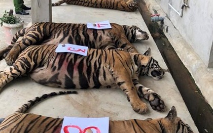 Vụ 8 con hổ chết sau khi giải cứu ở Nghệ An: Ai sẽ chịu trách nhiệm?