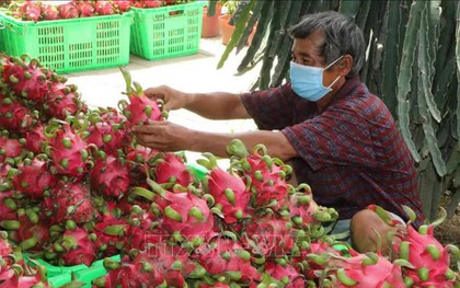 Chuyên gia nói về lý do khiến SARS-CoV-2 bám trên bao bì đựng quả thanh long