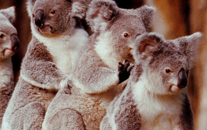 Australia mất đi 1/3 số Koala trong 3 năm qua