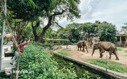Thảo Cầm Viên Sài Gòn kêu cứu, xin hỗ trợ hơn 30 tỷ đồng để chăm sóc bầy thú