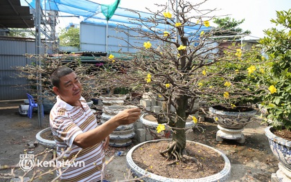 Nhà vườn ở TP.HCM lo lắng vì nhiều đơn thuê mai Tết từ Campuchia, Hà Nội bị hủy vì dịch bệnh