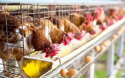 Chế tạo lòng trắng trứng từ nấm, tương lai không cần nuôi gà mái đẻ?