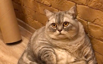 Nuôi cô mèo mang danh "béo nhất thế giới", chủ nhân không được khen còn vướng cáo buộc ngược đãi động vật và màn phản pháo "cực gắt"