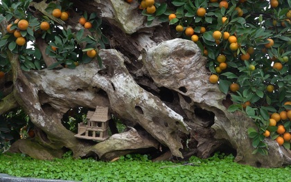 Chiêm ngưỡng cây quất thế "căng buồm vượt trùng dương" giá trăm triệu tại Hà Nội