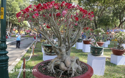 Chiêm ngưỡng vườn hoa sứ độc lạ chỉ có tại hội hoa xuân công viên Tao Đàn 2022