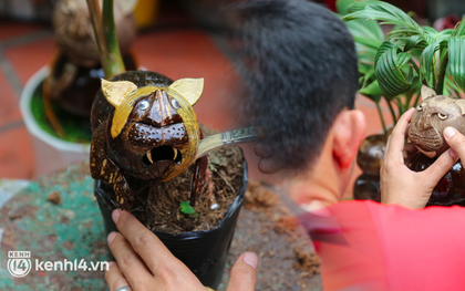Độc đáo bonsai dừa hình con hổ với đủ sắc thái biểu cảm cho năm Nhâm Dần 2022 ở TP.HCM