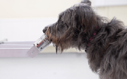 Các nhà khoa học chỉ ra: Loài chó có thể đánh hơi được "mùi căng thẳng" của con người
