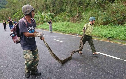 Trăn gấm 4 mét quấn chết khỉ bên vệ đường dưới núi Sơn Trà