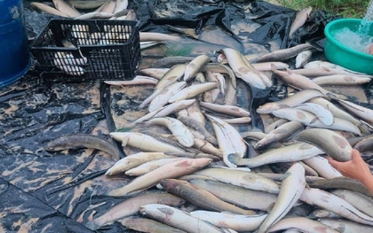 Sét đánh chết hơn 3 tấn cá của ngư dân Quảng Bình