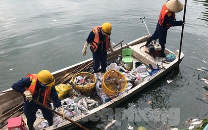 Nguyên nhân nào khiến cá chết liên tục ở hồ Tây?