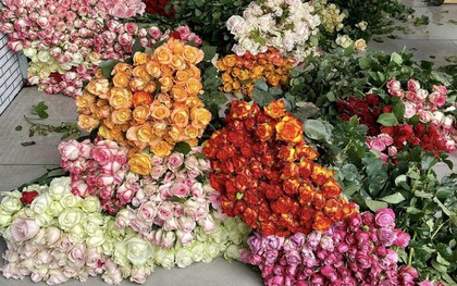 Giá hoa Đà Lạt tăng cao trước lễ 20/10