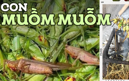 Đặc sản đồng ruộng chỉ xuất hiện khi mùa lúa chín, giá gần 300 nghìn/kg mà ai cũng thích mua