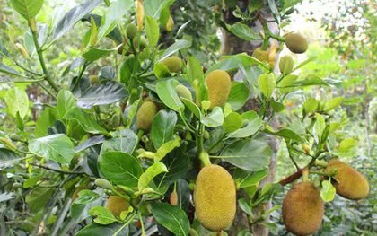 Tranh nhau cây mít, người em dùng gạch ném anh ruột bị thương