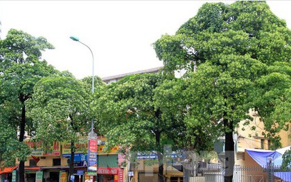Hà Nội: Loại cây nào thay thế hoa sữa trên phố Nguyễn Chí Thanh?