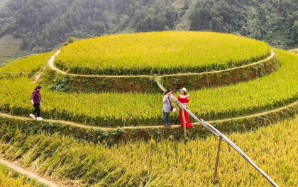 Bức tranh mùa vàng đẹp ngỡ ngàng của đồi mâm xôi ở Yên Bái