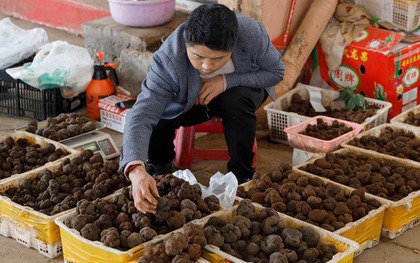 Một ngày ở chợ nấm Côn Minh - nơi bán "thức quà của đất" đắt đỏ bậc nhất thế giới