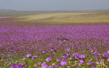 Chile bảo vệ hiện tượng "sa mạc nở hoa" độc đáo tại Atacama