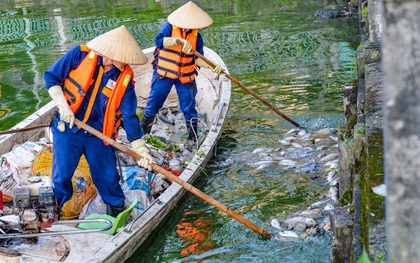 Hà Nội: Công nhân khẩn trương vớt cá chết nổi trên mặt hồ Tây