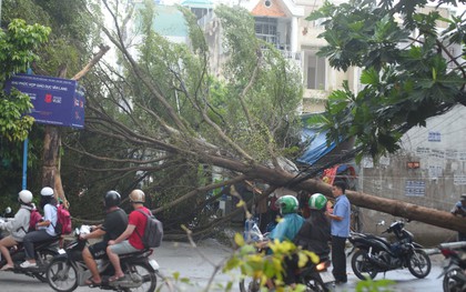 TP.HCM: Cây xanh lớn bị mưa gió quật ngã, nhiều nhà dân bị mất điện