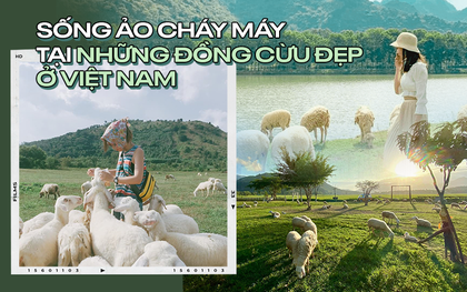 Những cánh đồng thả cừu ấn tượng ở Việt Nam khiến hội mê sống ảo đứng ngồi không yên