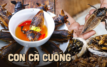 Đặc sản Việt Nam "hiếm có khó tìm" vì chỉ sống ở vùng đầm lầy, có giá tiền triệu/kg