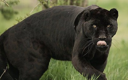 Những sự thật bất ngờ về Black Panther - báo đen!