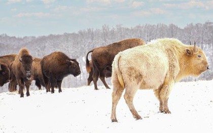 Vì sao bò rừng trắng được coi là biểu tượng thiêng liêng của bộ tộc Lakota?