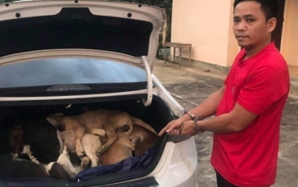 Khởi tố Giám đốc công ty lái ô tô đi trộm 38 con chó ở vùng cao Quảng Nam