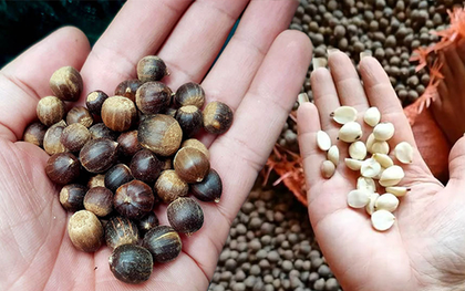 Hạt dẻ thóc vào mùa giá 60 nghìn đồng/kg, hương vị núi rừng thơm ngon hút các vị khách