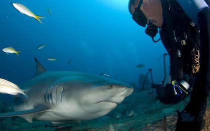 Bơi cùng cá mập: Cuba tập trung vào du lịch đại dương
