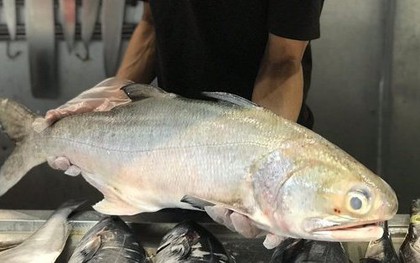 Loại cá là đặc sản của các tỉnh phía Bắc, giá bán 300 nghìn/kg vẫn được yêu thích