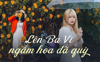 Lên Ba Vì ngắm hoa dã quỳ nở rộ chỉ với khoảng 200 nghìn đồng