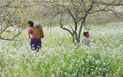 Cuối năm là mùa hoa cải nở trắng xóa cả một vùng Mộc Châu, Sơn La