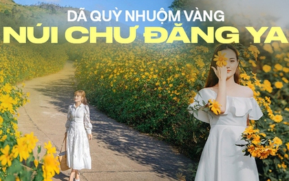 Hoa dã quỳ nở vàng óng dưới chân ngọn núi lửa triệu năm ở Gia Lai khiến dân tình rộn ràng đến “sống ảo”