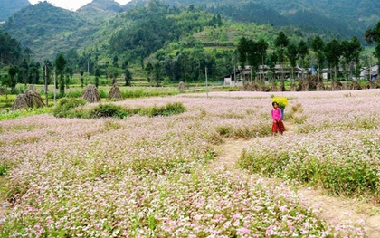 Cảnh giác với nạn lừa đảo "đặt phòng ảo" tại Đồng Văn, Hà Giang