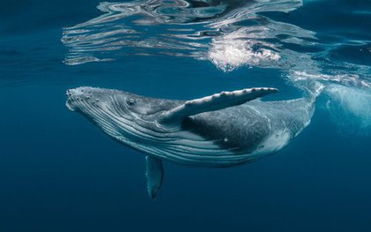 Với kích thước khổng lồ như vậy, điều gì sẽ xảy ra khi cá voi chết? Hàng chục năm sau chúng vẫn có thể có ích