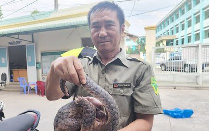 Bảo vệ dân phố ở TP.HCM bắt được tê tê quý hiếm đang kiếm ăn trong đống rác