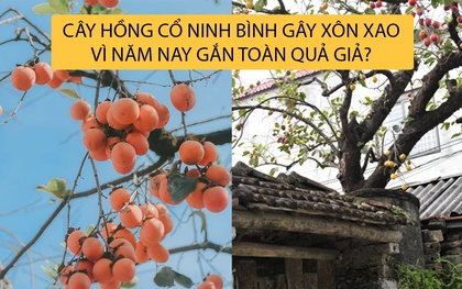 Cây hồng cổ trăm tuổi ở Ninh Bình từng gây sốt khiến du khách được phen "ú òa" vì gắn quả giả