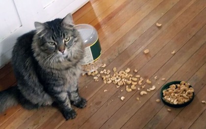 Toát mồ hôi với những màn "trả đũa" dằn mặt chủ của hội nhà mèo
