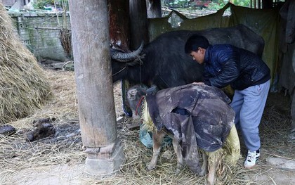 Các địa phương vùng núi Bắc Bộ chủ động ứng phó rét hại, băng giá, sương muối