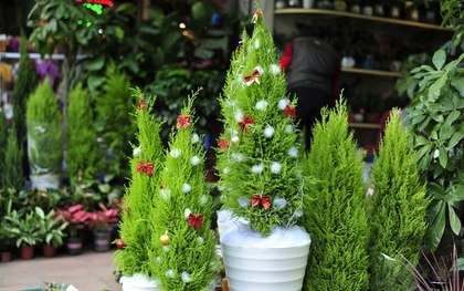 Hà Nội: Người dân thích thú với "cây thông Noel tí hon" bày bán dịp Giáng sinh