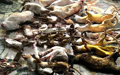 Phát hiện 2 cơ sở tàng trữ động vật hoang dã để bán cho khách nhậu Tết