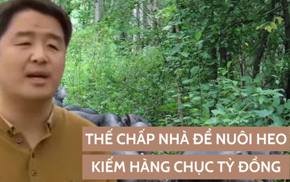 Người đàn ông thế chấp nhà để nuôi lợn "chạy bộ", bỏ 200 triệu đồng để mua lợn què, bất ngờ thu chục tỷ chỉ sau vài năm