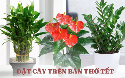 5 loại cây chưng bàn thờ dịp Tết cho năm mới vạn sự hanh thông, tài lộc phơi phới