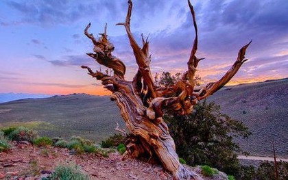 Điểm mặt 5 cây cổ thụ có tuổi thọ lâu đời nhất trên thế giới